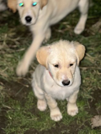 Mischling aus Golden Retriever und Labrador