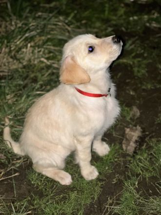 Mischling aus Golden Retriever und Labrador