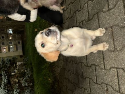 Mischling aus Golden Retriever und Labrador