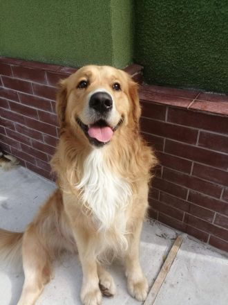 Mischling aus Golden Retriever und Labrador