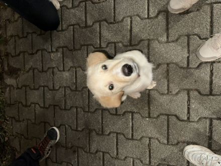 Mischling aus Golden Retriever und Labrador