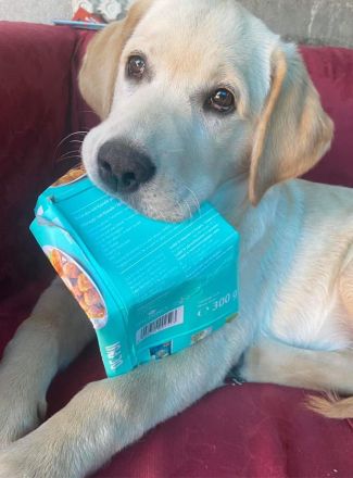 Mischling aus Golden Retriever und Labrador