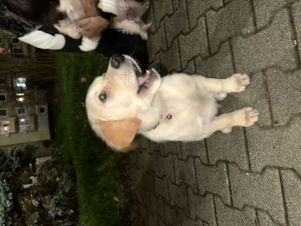 Mischling aus Golden Retriever und Labrador