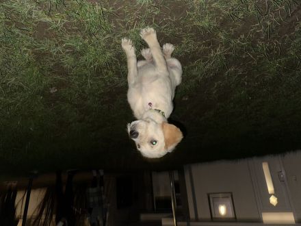 Mischling aus Golden Retriever und Labrador