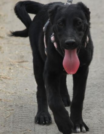 Verschmuste Kaya sucht ihre Familie