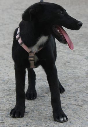 Verschmuste Kaya sucht ihre Familie