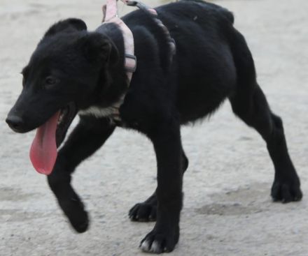 Verschmuste Kaya sucht ihre Familie