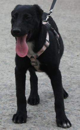 Verschmuste Kaya sucht ihre Familie