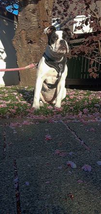 Old Englisch Bulldog