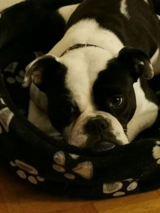 Old Englisch Bulldog