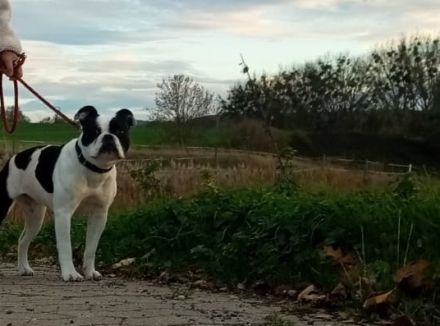 Old Englisch Bulldog