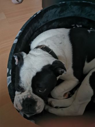 Old Englisch Bulldog