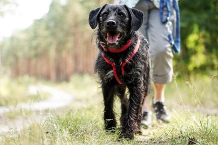 Charly, Terrier-Schnauzer-Mix, geb. 2016, sportlicher Begleiter, braucht souveräne Führung