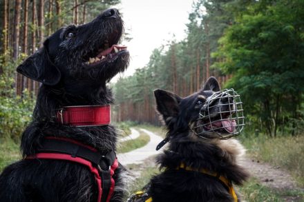 Charly, Terrier-Schnauzer-Mix, geb. 2016, sportlicher Begleiter, braucht souveräne Führung