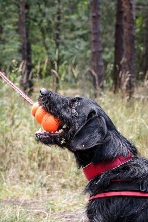Charly, Terrier-Schnauzer-Mix, geb. 2016, sportlicher Begleiter, braucht souveräne Führung