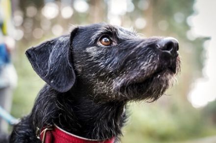 Charly, Terrier-Schnauzer-Mix, geb. 2016, sportlicher Begleiter, braucht souveräne Führung