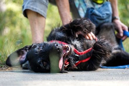 Charly, Terrier-Schnauzer-Mix, geb. 2016, sportlicher Begleiter, braucht souveräne Führung