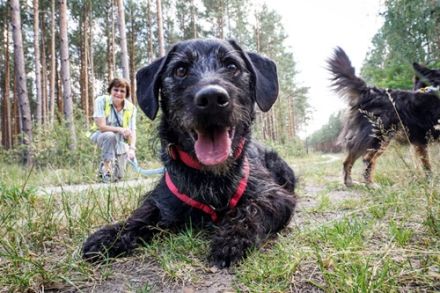 Charly, Terrier-Schnauzer-Mix, geb. 2016, sportlicher Begleiter, braucht souveräne Führung