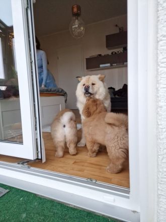 Chow Chow Welpen