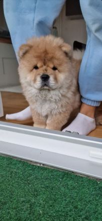 Chow Chow Welpen