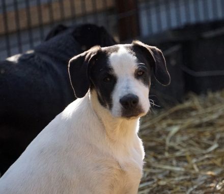 lieber,kastrierter Ilie lebt im Außenzwinger ohne Hundehütte in Rumänien;wir suchen ein Heim für ihn
