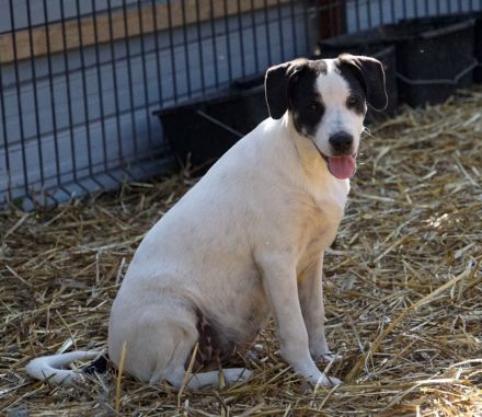 lieber,kastrierter Ilie lebt im Außenzwinger ohne Hundehütte in Rumänien;wir suchen ein Heim für ihn