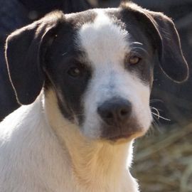 lieber,kastrierter Ilie lebt im Außenzwinger ohne Hundehütte in Rumänien;wir suchen ein Heim für ihn