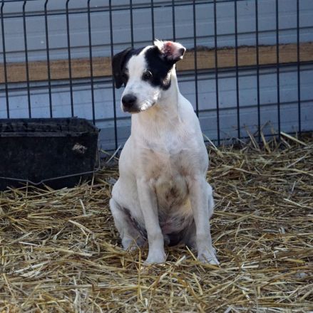 lieber,kastrierter Ilie lebt im Außenzwinger ohne Hundehütte in Rumänien;wir suchen ein Heim für ihn
