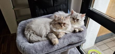 2 süße Persermix Kätzchen suchen ein neues Zuhause