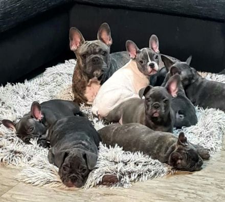 Französische Bulldogge, Welpen