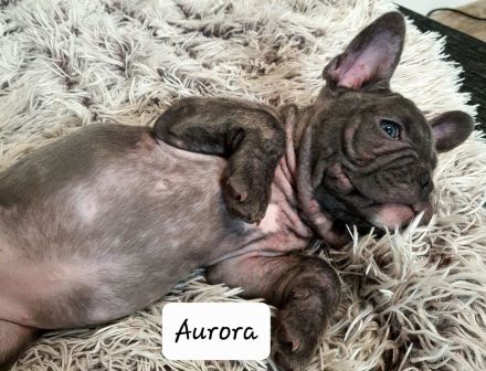 Französische Bulldogge, Welpen