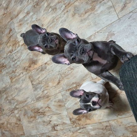 Französische Bulldogge, Welpen