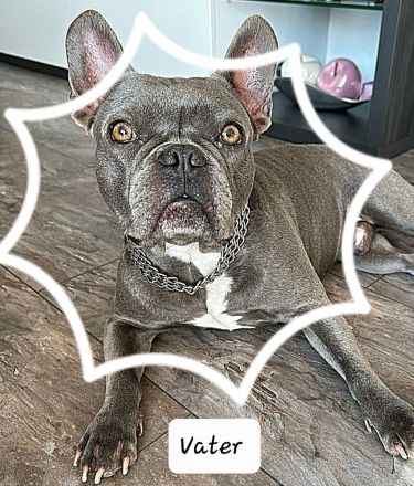 Französische Bulldogge, Welpen