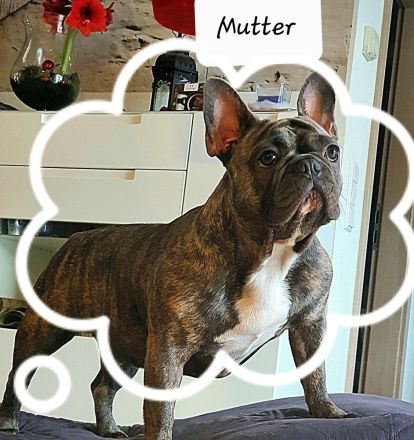 Französische Bulldogge, Welpen