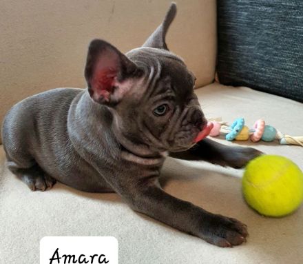 Französische Bulldogge, Welpen