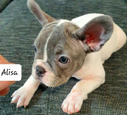 Französische Bulldogge, Welpen