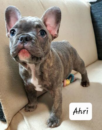 Französische Bulldogge, Welpen