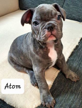 Französische Bulldogge, Welpen