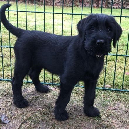 12 Wochen alte Riesenschnauzer Hündin zu verkaufen