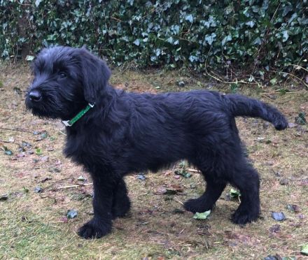 12 Wochen alte Riesenschnauzer Hündin zu verkaufen