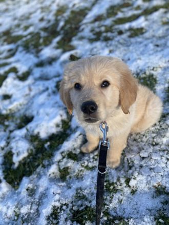 Golden Retriever X Labrador Welpe