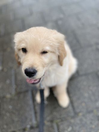Golden Retriever X Labrador Welpe