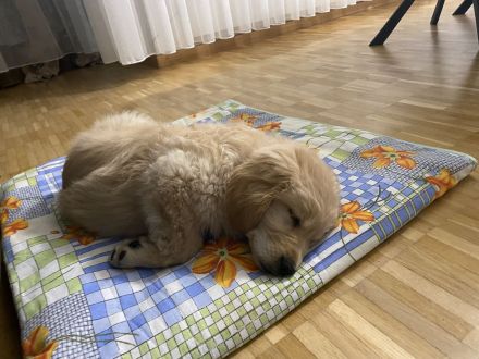 Golden Retriever X Labrador Welpe