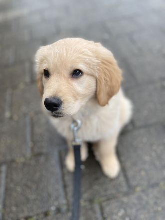Golden Retriever X Labrador Welpe