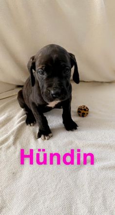 Deutsche Doggen Welpen