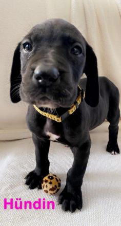 Deutsche Doggen Welpen
