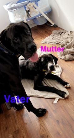 Deutsche Doggen Welpen