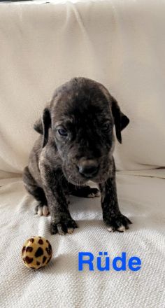 Deutsche Doggen Welpen
