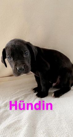 Deutsche Doggen Welpen