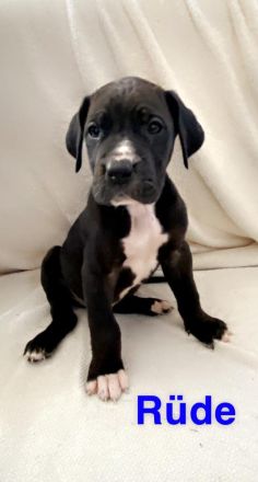 Deutsche Doggen Welpen